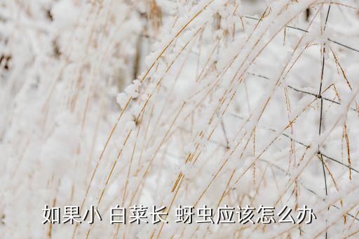 白菜有蚜蟲有什么農(nóng)藥,白菜長蚜蟲用什么方法