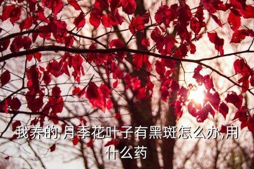 我養(yǎng)的 月季花葉子有黑斑怎么辦,用什么藥