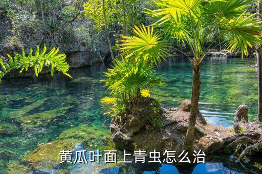 黃瓜苗長蟲子打什么農藥,黃瓜的苗長什么樣