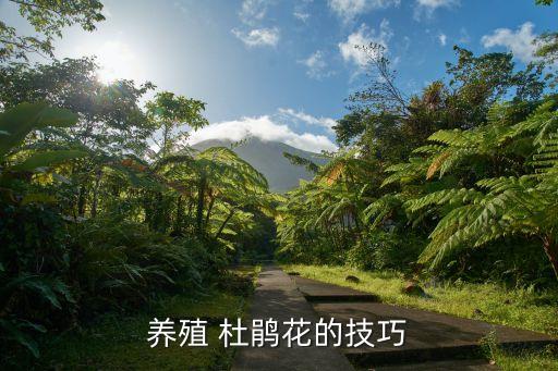 杜鵑用什么農藥最好用,日本杜鵑什么品種最好