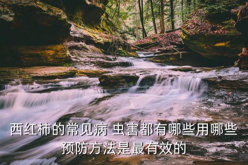 番茄要噴什么農藥防治蟲害