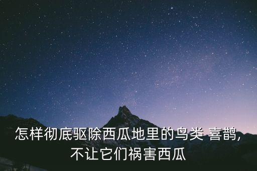 怎樣徹底驅(qū)除西瓜地里的鳥類 喜鵲,不讓它們禍害西瓜