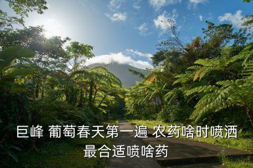 巨峰 葡萄春天第一遍 農(nóng)藥啥時噴灑最合適噴啥藥