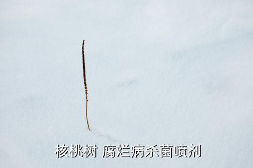  核桃樹 腐爛病殺菌噴劑