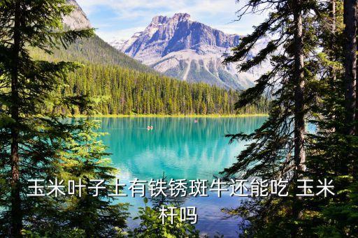  玉米葉子上有鐵銹斑牛還能吃 玉米桿嗎