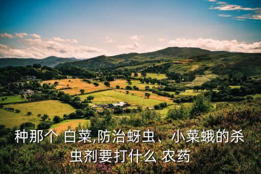 種那個 白菜,防治蚜蟲、小菜蛾的殺蟲劑要打什么 農藥