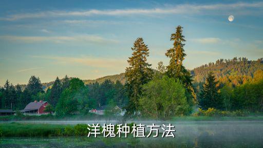 刺槐苗用什么農(nóng)藥最好,刺槐移栽什么時間最好