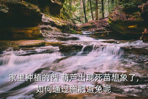 家里種植的西 葫蘆出現(xiàn)死苗想象了,如何通過施肥避免呢