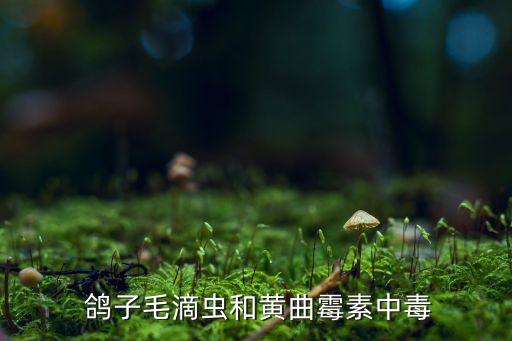  鴿子毛滴蟲和黃曲霉素中毒