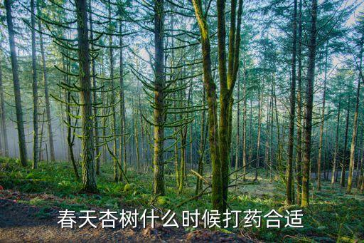 春天杏樹什么時(shí)候打藥合適
