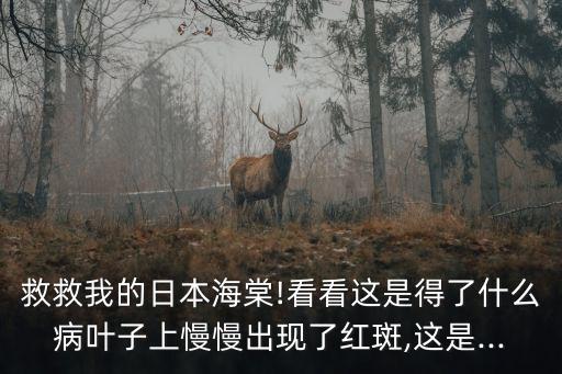 救救我的日本海棠!看看這是得了什么病葉子上慢慢出現(xiàn)了紅斑,這是...
