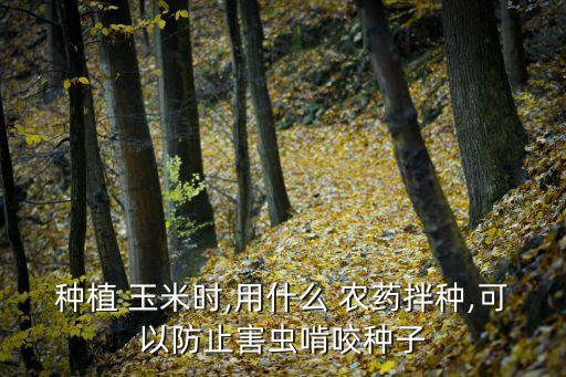 種植 玉米時,用什么 農藥拌種,可以防止害蟲啃咬種子