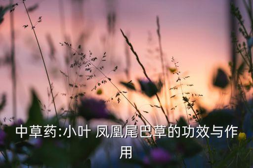中草藥:小葉 鳳凰尾巴草的功效與作用