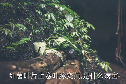 紅薯葉子發黃是什么農藥,水培紅薯葉子發黃怎么處理
