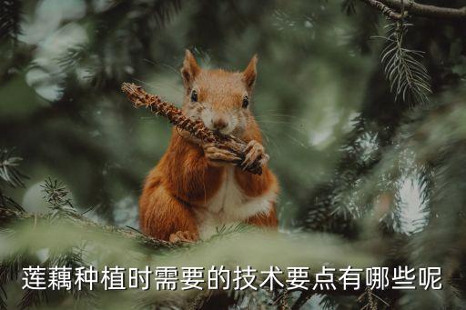 挖藕用什么農藥好,藕田一般用什么農藥