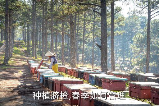 臍橙噴什么農藥,臍橙月份使用什么農藥