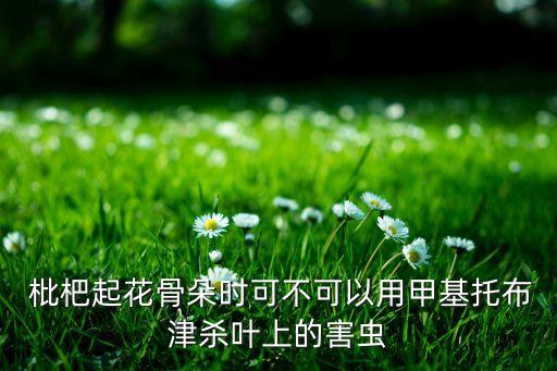  枇杷起花骨朵時可不可以用甲基托布津殺葉上的害蟲