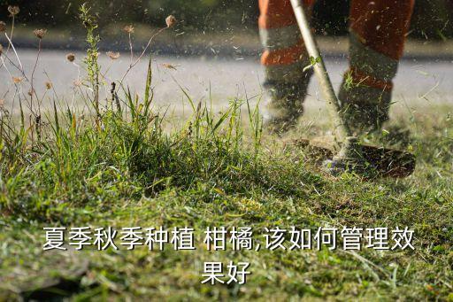 ,柑橘夏季什么時間噴農藥