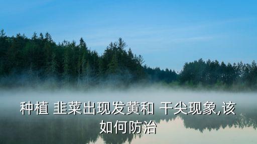 種植 韭菜出現(xiàn)發(fā)黃和 干尖現(xiàn)象,該如何防治