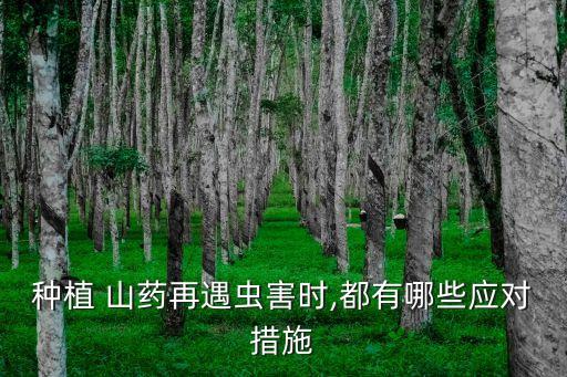 種植 山藥再遇蟲(chóng)害時(shí),都有哪些應(yīng)對(duì)措施