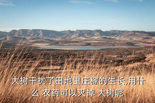  大樹干擾了田地里莊稼的生長,用什么 農藥可以滅掉 大樹呢