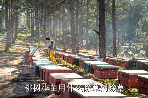 栽植桃樹用什么農(nóng)藥,桃樹打農(nóng)藥什么時間最好