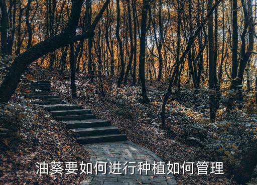 油葵經(jīng)常需要什么農(nóng)藥,經(jīng)常吃油葵有什么好處