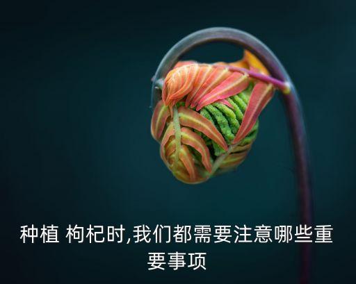 種植 枸杞時,我們都需要注意哪些重要事項