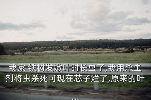 我家 鐵樹發嫩葉時長蟲了,我用殺蟲劑將蟲殺死可現在芯子爛了,原來的葉...