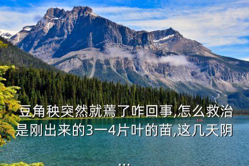  豆角秧突然就蔫了咋回事,怎么救治是剛出來的3一4片葉的苗,這幾天陰...