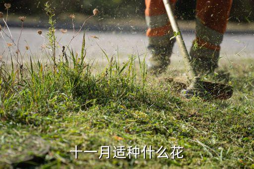 十一月適種什么花