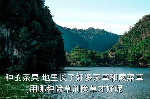 種的茶果 地里長了好多茅草和蕨菜草,用哪種除草劑除草才好呢
