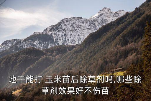 地干能打 玉米苗后除草劑嗎,哪些除草劑效果好不傷苗