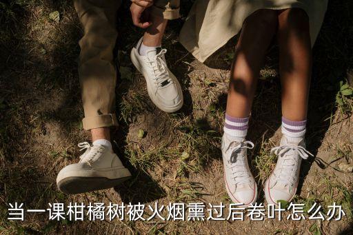 當一課柑橘樹被火煙熏過后卷葉怎么辦