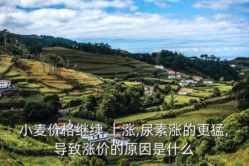 小麥價格繼續 上漲,尿素漲的更猛,導致漲價的原因是什么