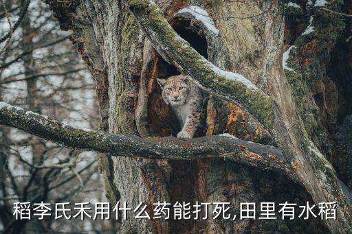 稻李氏禾用什么藥能打死,田里有水稻