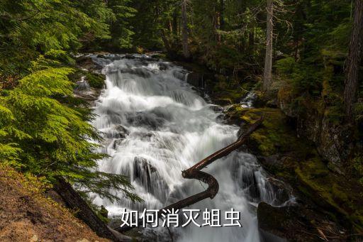 如何消滅蛆蟲