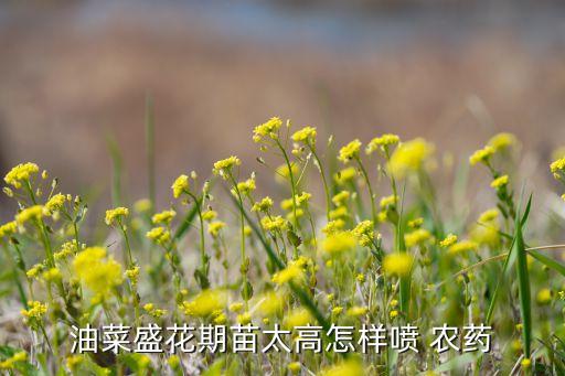 油菜盛花期苗太高怎樣噴 農藥