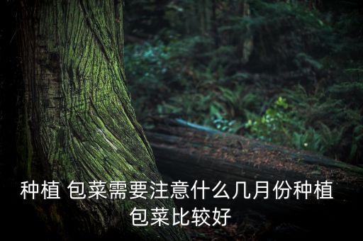 包菜冬天什么時候會打農藥,冬天的包菜什么時候播種