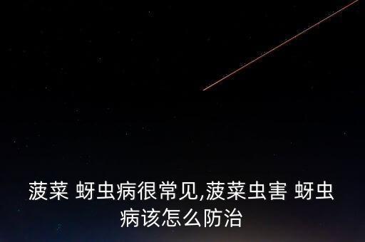菠菜 蚜蟲病很常見,菠菜蟲害 蚜蟲病該怎么防治