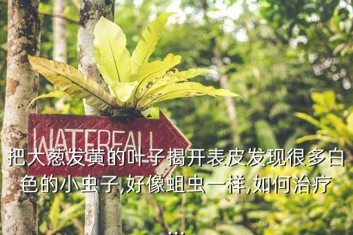 把大蔥發黃的葉子揭開表皮發現很多白色的小蟲子,好像蛆蟲一樣,如何治療...