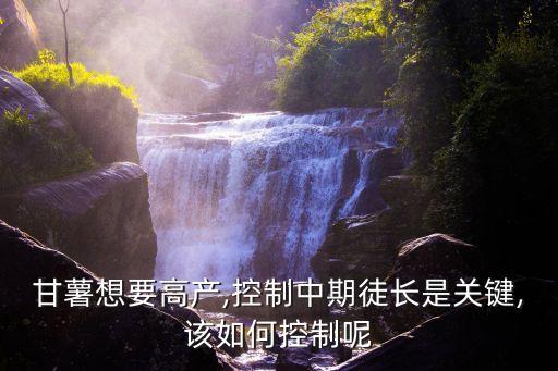 甘薯想要高產,控制中期徒長是關鍵,該如何控制呢