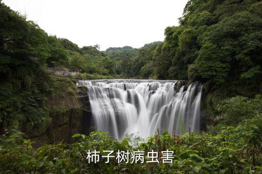 柿子樹病蟲害