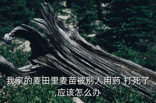 我家的麥田里麥苗被別人用藥 打死了,應該怎么辦