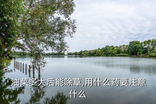  油菜多大后能除草,用什么藥要注意什么