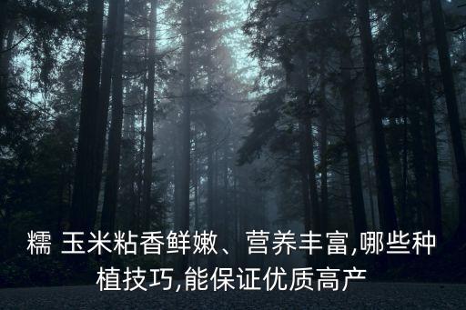 糯 玉米粘香鮮嫩、營(yíng)養(yǎng)豐富,哪些種植技巧,能保證優(yōu)質(zhì)高產(chǎn)