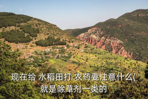 現在給 水稻田打 農藥要注意什么(就是除草劑一類的