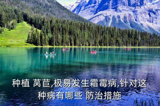 種植 萵苣,極易發生霜霉病,針對這種病有哪些 防治措施