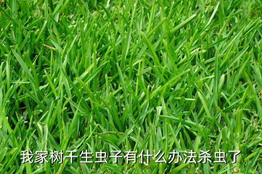 我家樹干生蟲子有什么辦法殺蟲了
