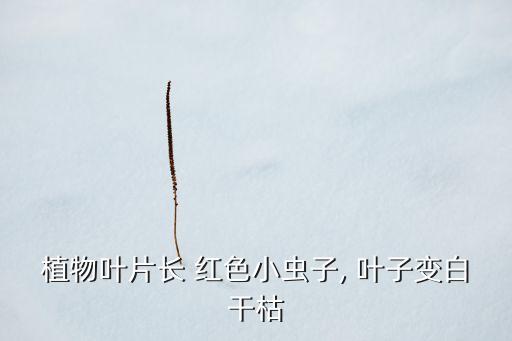 植物葉片長 紅色小蟲子, 葉子變白干枯